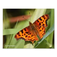 Beautiful Orange Satyr Comma Butterfly Photo Print