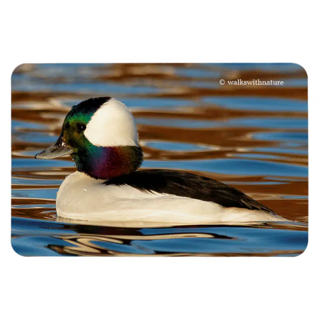 Male Bufflehead Duck in the Afternoon Sun Magnet