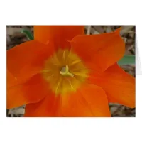 Orange Flower at the Garden