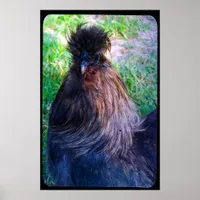 Mr. Fluffy the Silkie Rooster Poster