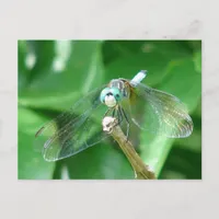 Dragonfly Postcard