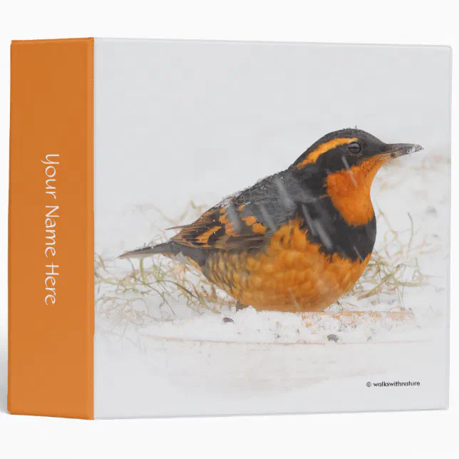 Stunning Varied Thrush Songbird on Snowy Day Binder