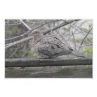 Fluffy Dove Nature Photography Photo Print