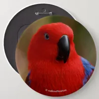 Beautiful "Lady in Red" Eclectus Parrot Button