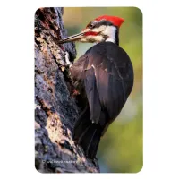 Beautiful Pileated Woodpecker on the Tree Magnet