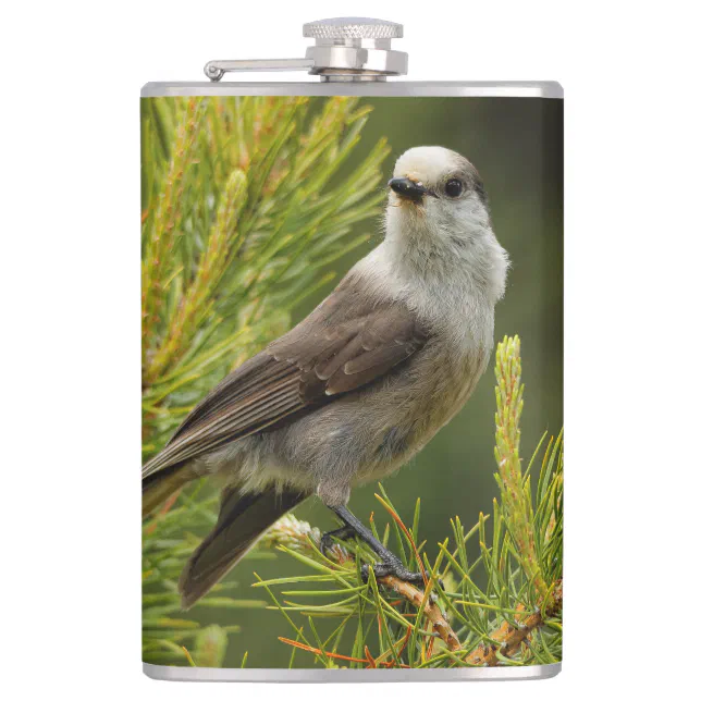 A Cute and Curious Grey Jay / Whiskeyjack Hip Flask