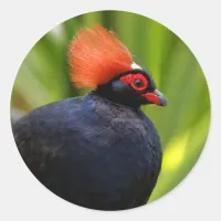 Stunning Roul-Roul Crested Wood Partridge Bird Classic Round Sticker