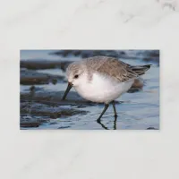 Sanderling Strolling on a Winter Beach Business Card
