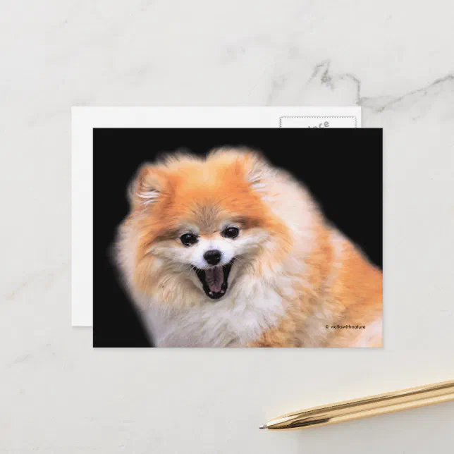 Cute Laughing Pomeranian Dog Postcard