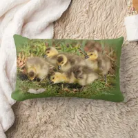 Adorable Baby Canada Geese on the Grass Lumbar Pillow