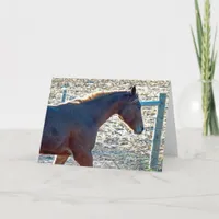 Yearling Horse, Birthday Card