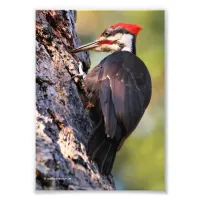 Beautiful Pileated Woodpecker on the Tree Photo Print