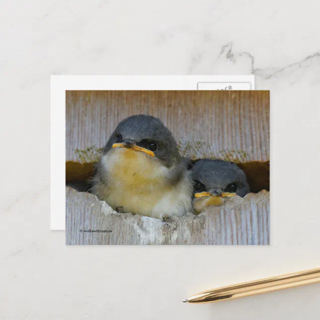 Cute Tree Swallow Babies Looking at Big World Postcard