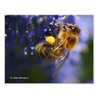 Beautiful Honeybee on the California Lilac Photo Print