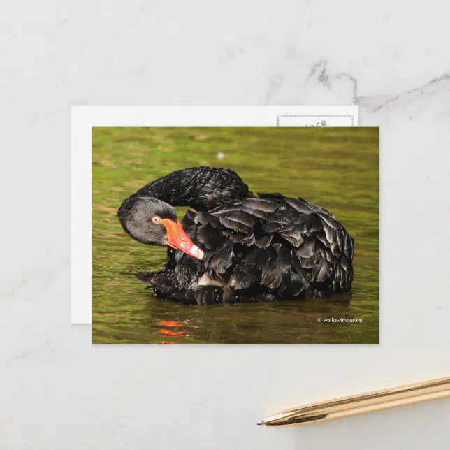 Elegant Stunning Black Swan in the Pond Postcard