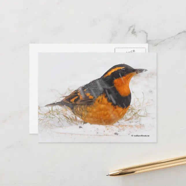 Beautiful Varied Thrush Songbird in Falling Snow Postcard