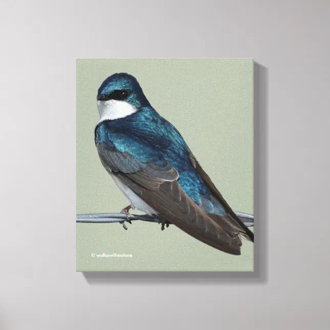 Handsome Tree Swallow: Bird on a Wire Canvas Print