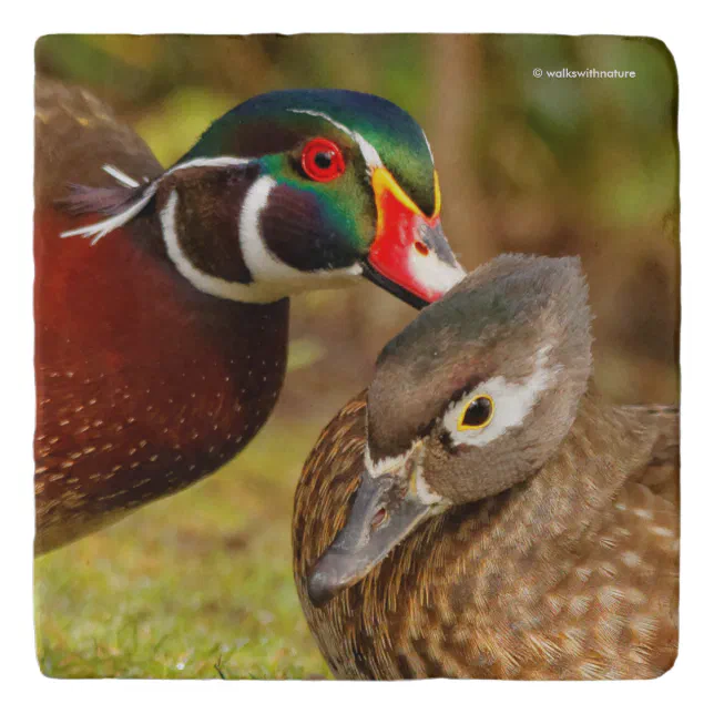 Beautiful Touching Moment Between Wood Ducks Trivet