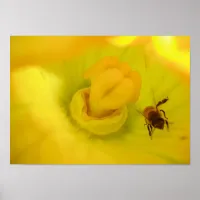 Bee at Yellow Zucchini Flower Small Poster