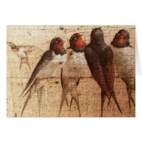 Barn Swallows