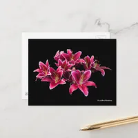 Elegant Stargazer Oriental Lilies Pink Flowers Postcard