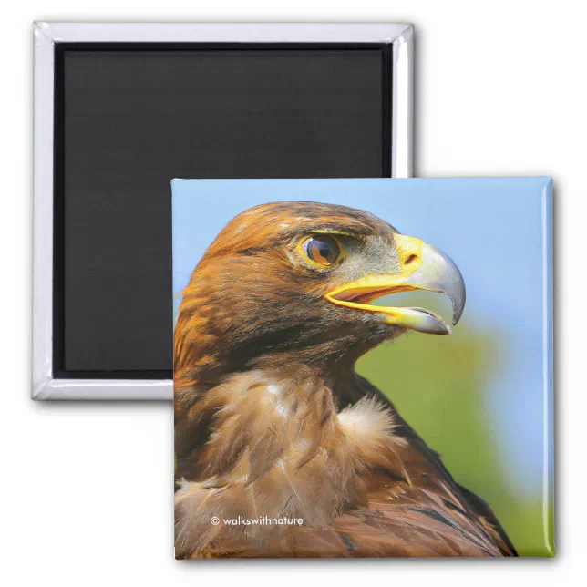 Profile of a Golden Eagle in the Summer Sun Magnet