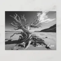 Driftwood tree trunk B&W photo Postcard
