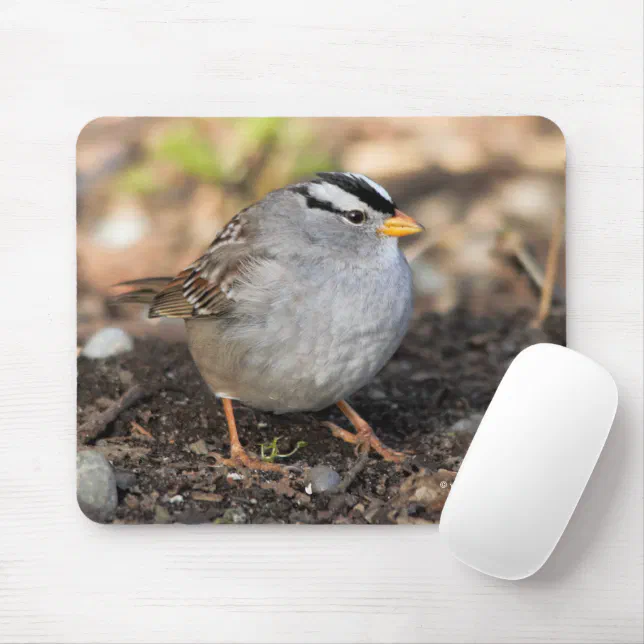 Chubby White-Crowned Sparrow in the Winter Sun Mouse Pad