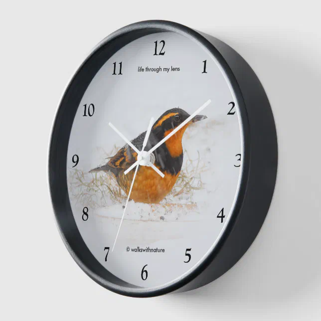 Beautiful Varied Thrush Songbird in the Snow Wall Clock