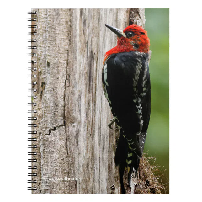 Meeting a Red-Breasted Sapsucker Notebook