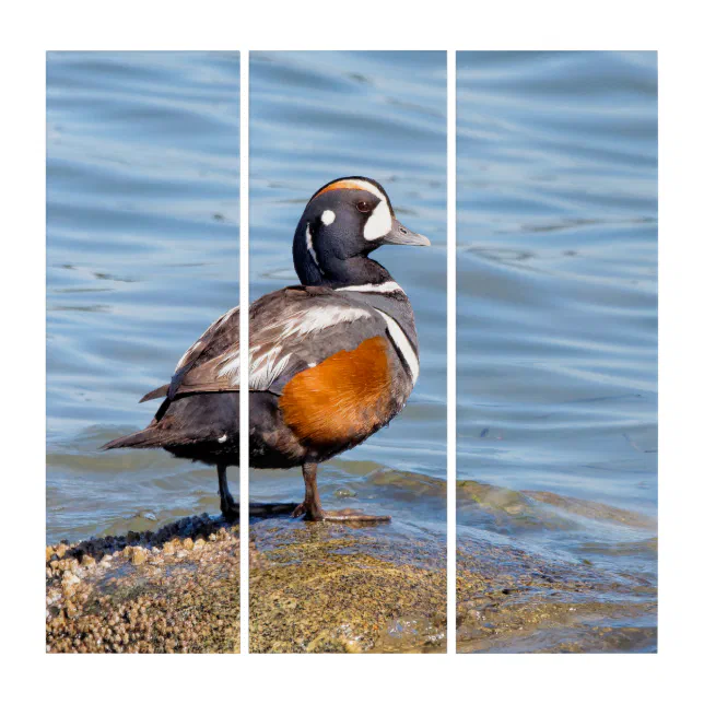 Beautiful Harlequin Duck at the Beach Triptych