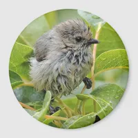 Cute Wet Wee Bushtit on the Laurel Magnet