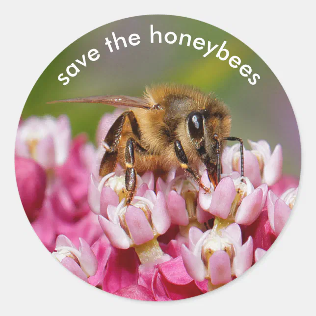 Save the Honeybees Pollinating Narrowleaf Milkweed Classic Round Sticker