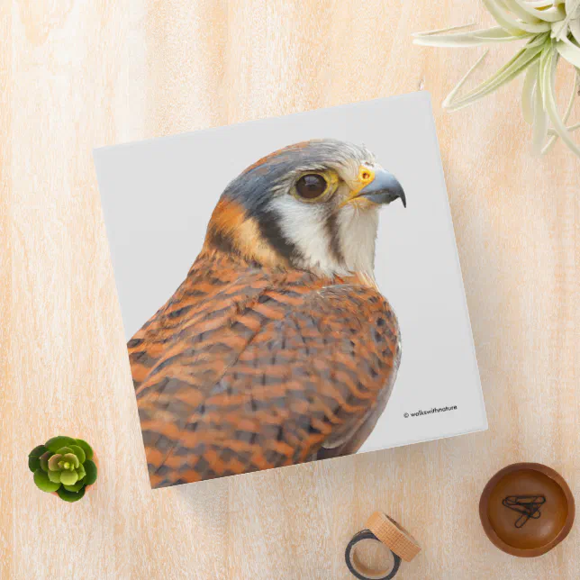 Stunning American Kestrel Sparrowhawk Falcon 3 Ring Binder