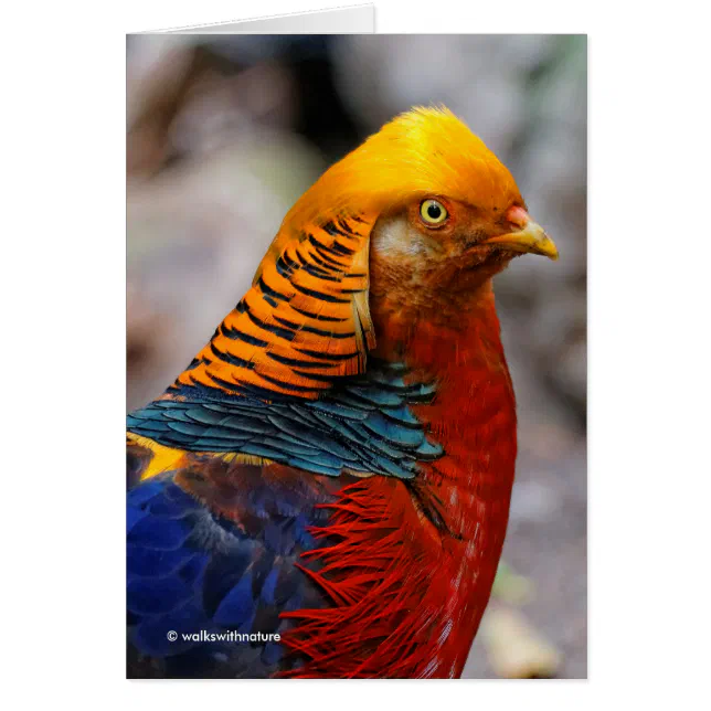 Stunning Profile of a Red Golden Pheasant