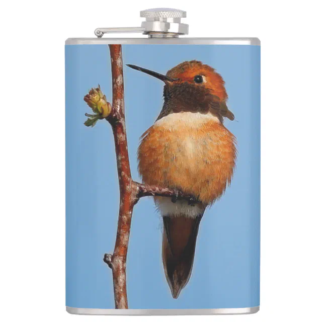 Male Rufous Hummingbird in the Spotlight Hip Flask