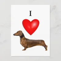 I Love My Dachshund Red Heart Postcard