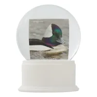 A Charming Bufflehead Duck Swims By Snow Globe