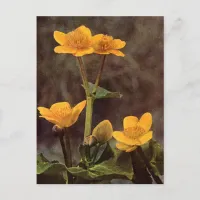 Wildflowers: Marsh Marigold Postcard