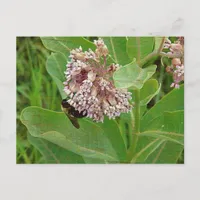 The Bumble Bee on The Milkweed Postcard