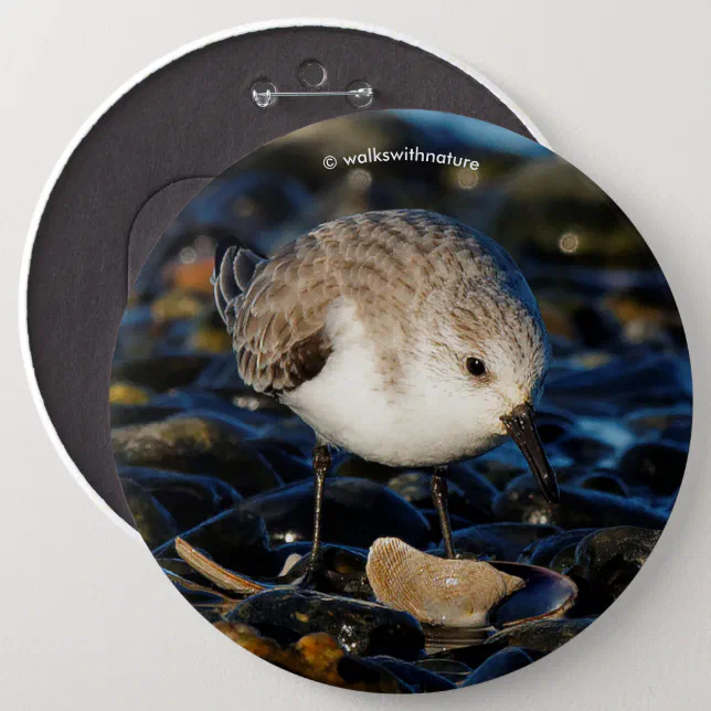 Cute Sanderling Sandpiper Shorebird Dines on Clam Pinback Button