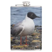 Bonaparte's Gull at the Beach Flask