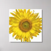 Yellow Sunflower on White Canvas Print