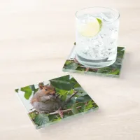 Cute Cherry Picking Eastern Grey Squirrel Glass Coaster