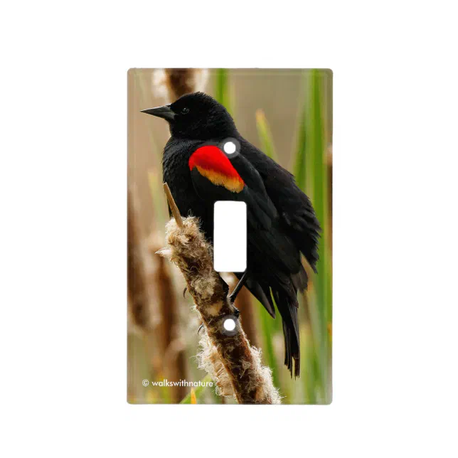 Red-Winged Blackbird on the Bulrush Light Switch Cover