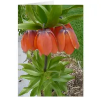 Fritillaria Imperiali Orange Flowers Card