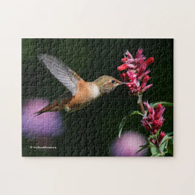 Rufous Hummingbird Feeding on the Anise Hyssop Jigsaw Puzzle