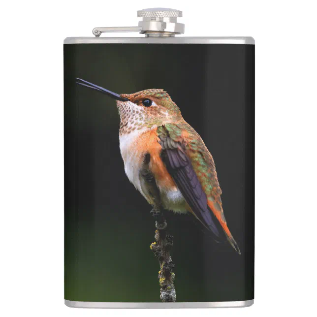 Adorable Rufous Hummingbird on Branch Hip Flask