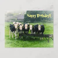 Smile please! Cute cows Birthday Postcard