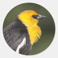 Striking Yellow-Headed Blackbird in the Marsh Classic Round Sticker